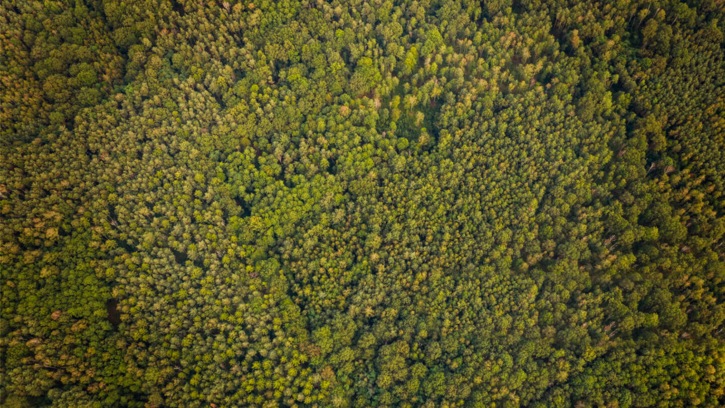 Aerial view of a forest